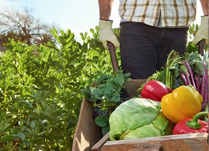 A farmer wheels a barrow full of fresh vegetables