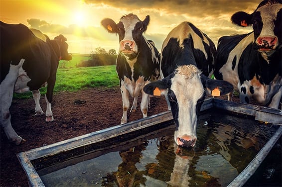 Cows drinking from a water trough